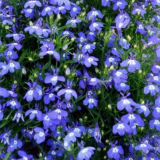 Lobelia: kdy zasadit, vysévat sazenice doma